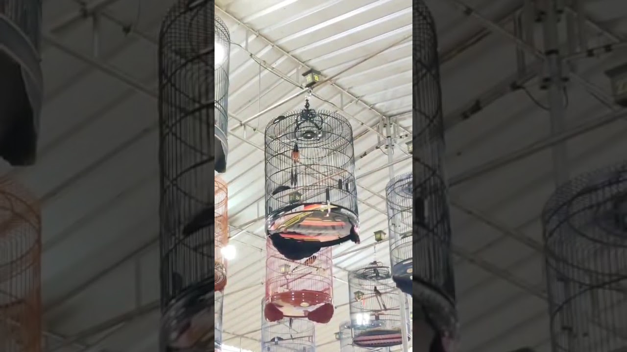 Murai batu SINGOSARI