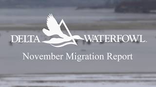 Delta Waterfowl November Migration Report