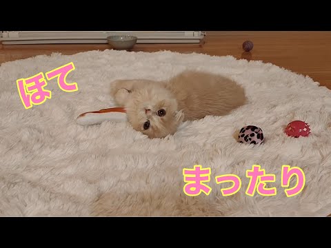 遊び疲れた「ほてちゃん」まったり【スコティッシュフォールド子猫】