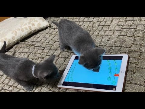 初めて猫の喜ぶ動画を見た時の子猫の反応は？