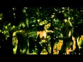 The Rosebuds, "Life Like"
