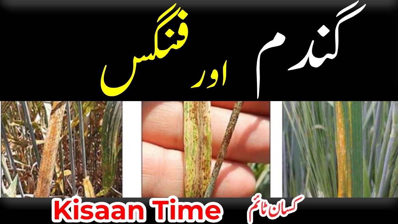Gandam men fungus گندم میں فنگس اور احتیاطی تدابیر کسان ٹائم kisan time