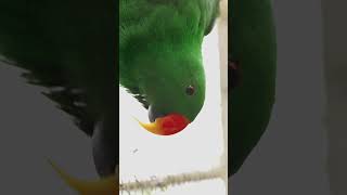 Wild Encounters: Ocelot, Red Panda & Eclectus Parrot 🌿🐆 #wildlife #wildlifeentertainment #birds