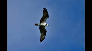 Birds In Flight - Sigma 100-400mm e mount. #Birding #Sigma100400 #a7rIII