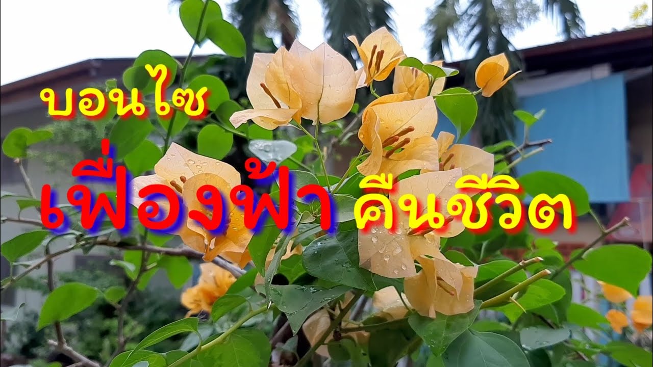 บอนไซ : เฟื่องฟ้า,คืนชีวิต,ไม้อายุยืนสวยงามหลายลีลา!