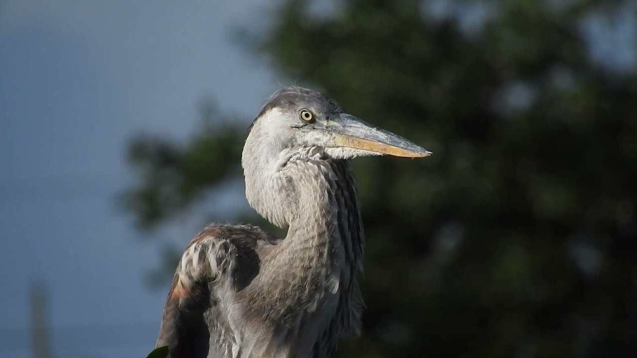 Wakodahatchee Wetlands 07.17.21