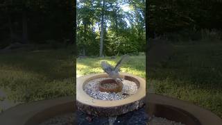 Take a moment to relax in the shade. #birdfeeder #birds #birdcam #nature #birdingparadise