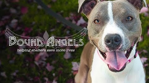 Bound Angels University Crowdfunding Video 2017