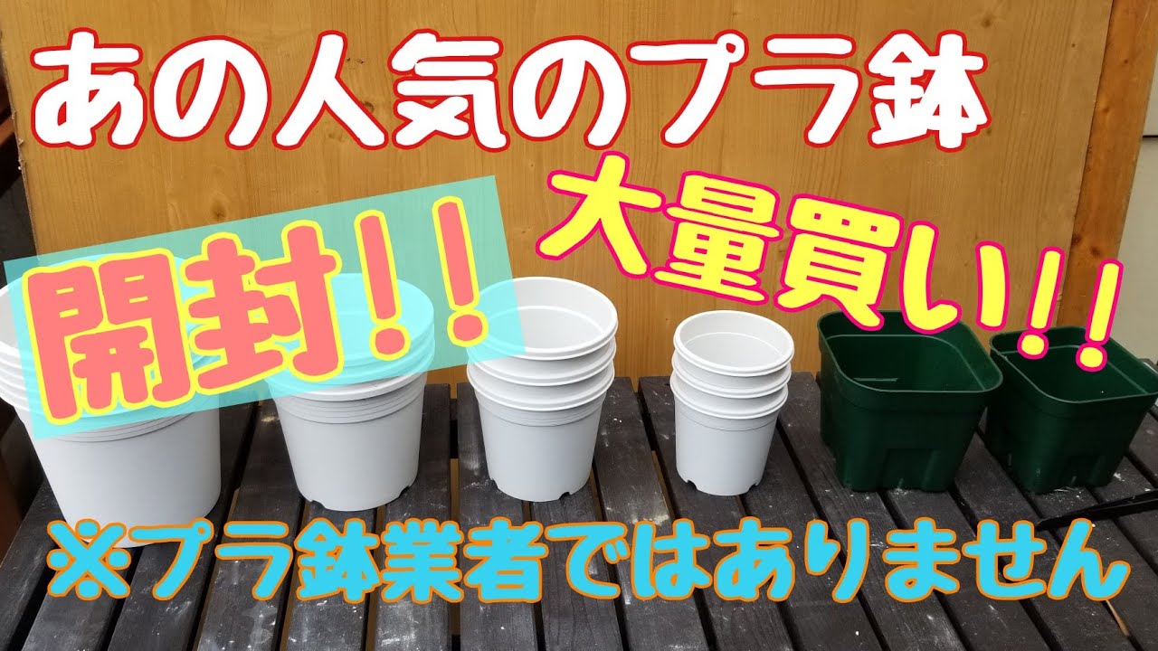 夫婦多肉 あの人気のプラ鉢 開封紹介します プレステラも Youtube