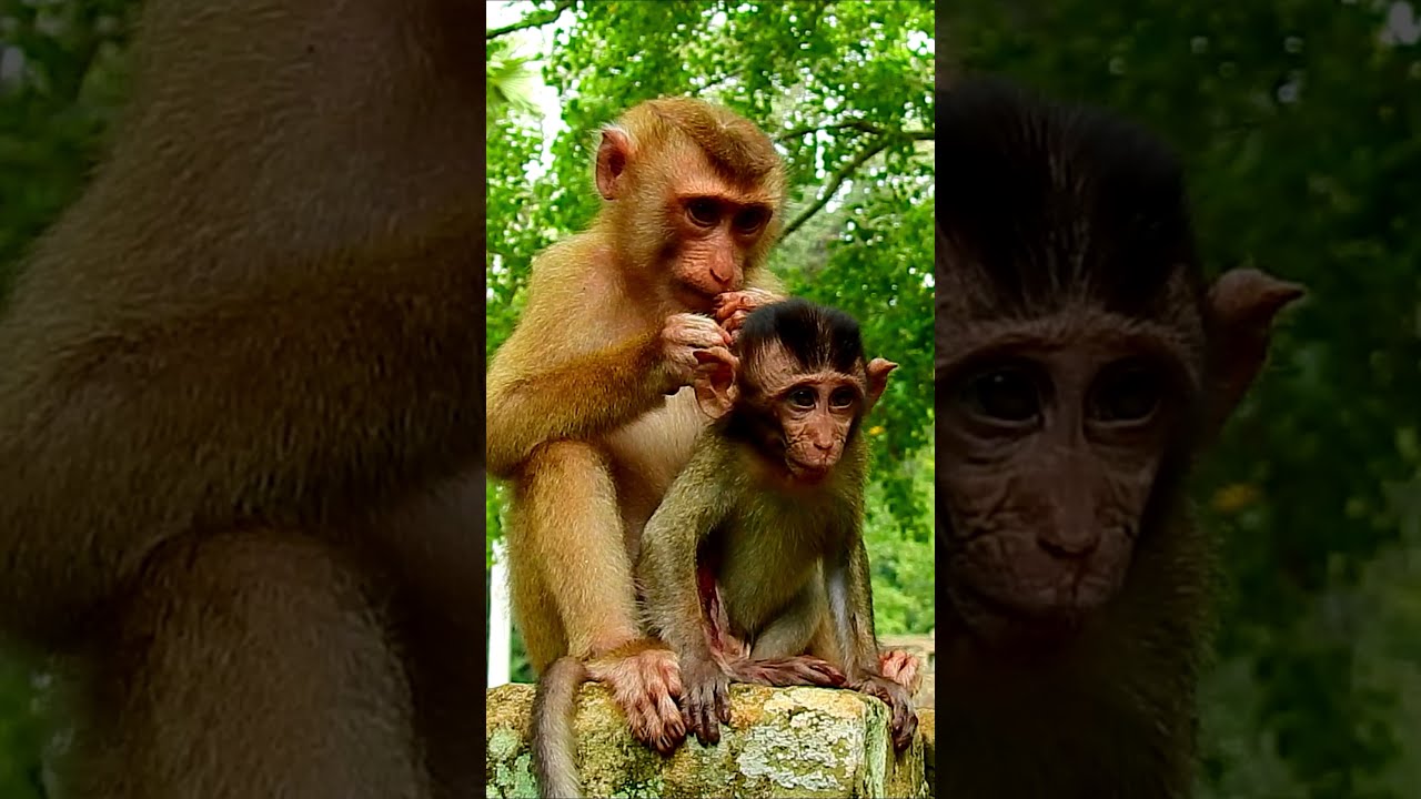 So pity baby monkey Rolo 