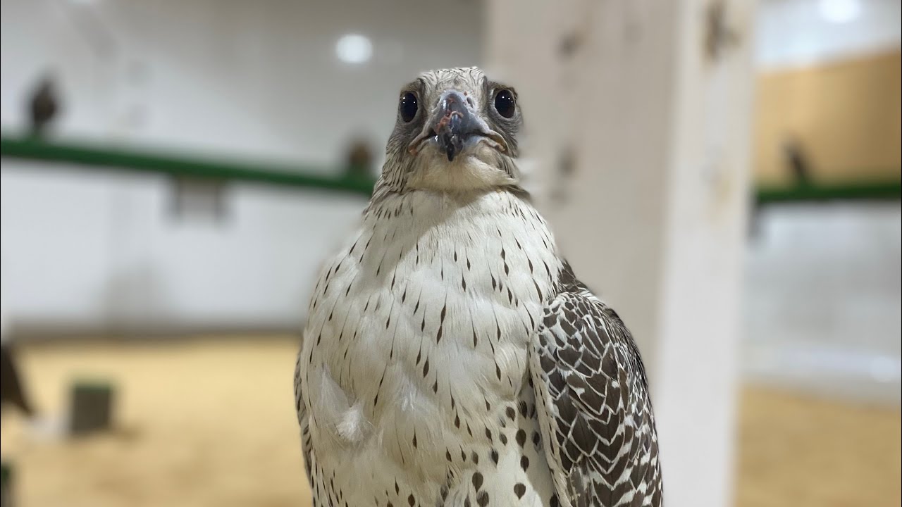 Trying to feed a beautiful falcon on the glove for the first time after molting 😎🌹🌹