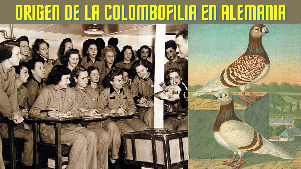 🇩🇪 Происхождение голубиных гонок в Германии | Домашние голуби