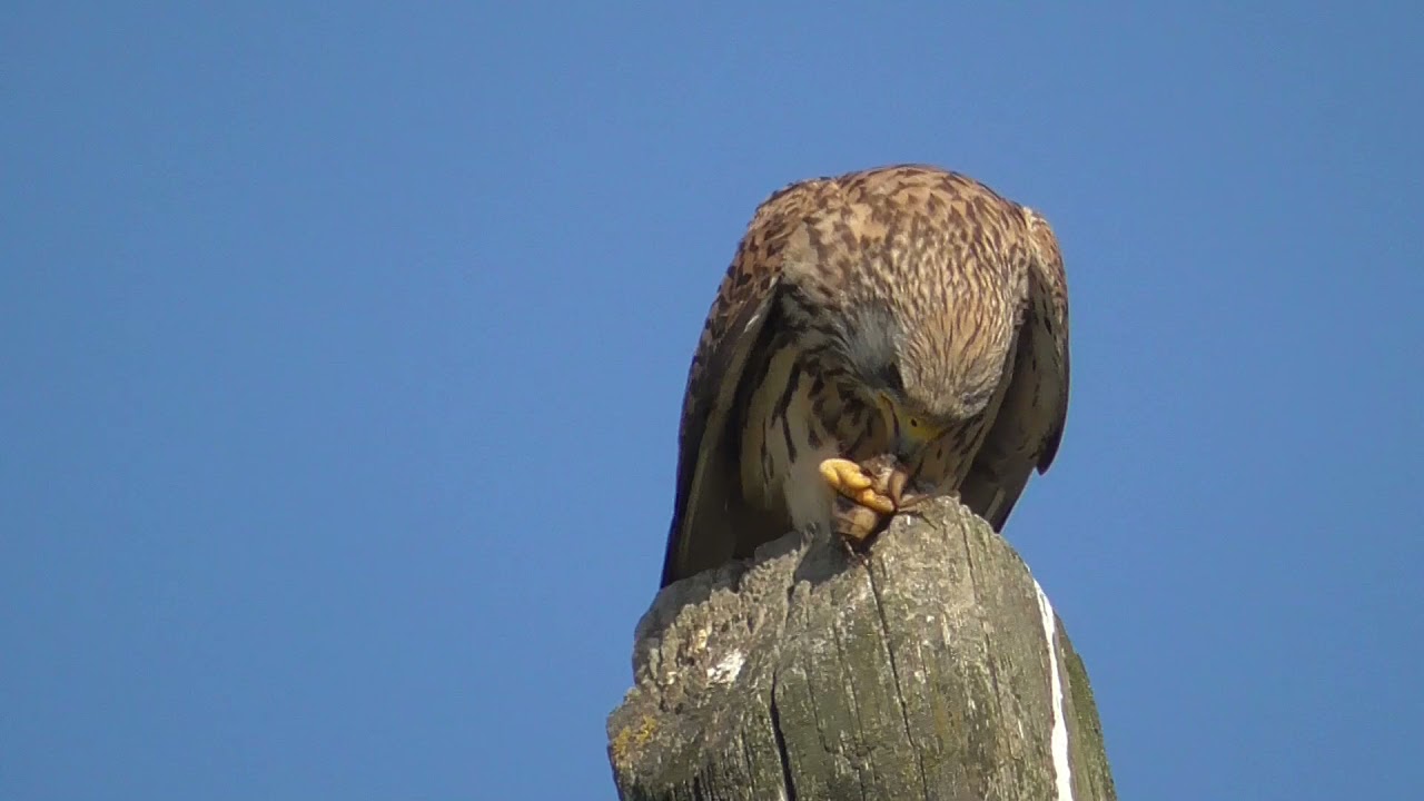 Il Falco Grillaio e il Gheppio a confronto. Lesser Kestrel and Kestrel, di Ermes Borghi.