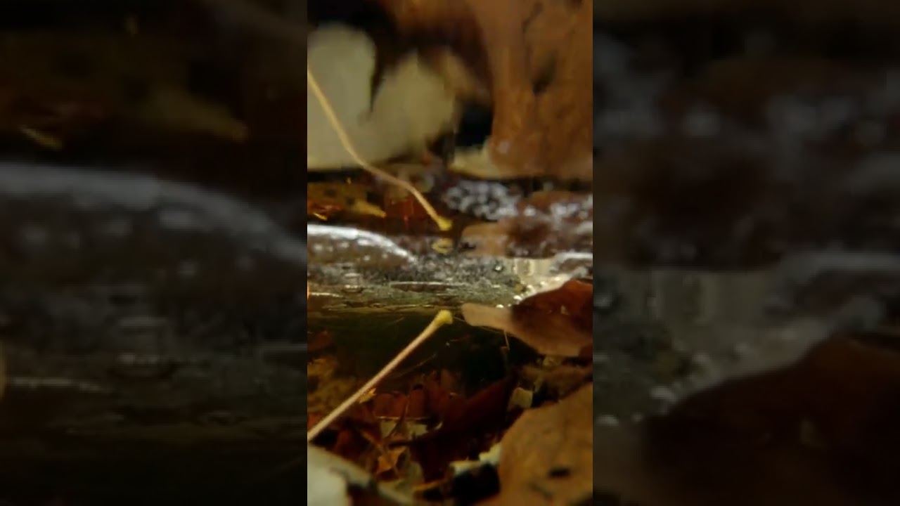 Watch Under the surface of a forest stream #nature #naturesounds #natureshorts on YouTube Watch Under the surface of a forest stream #nature #naturesounds #natureshorts on YouTube