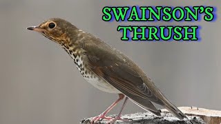 Swainsons Thrush