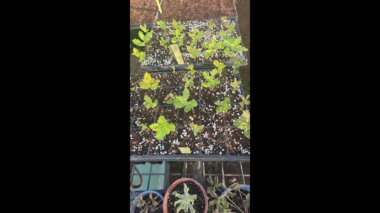 שלבים בגידול עצי אלון