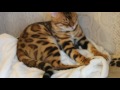 Бенгальский котенок (6 мес.) - Magic Miracle Jaguar Jangle