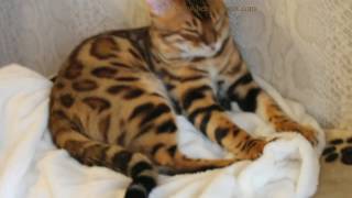 Бенгальский котенок (6 мес.) - Magic Miracle Jaguar Jangle Бенгальский котенок (6 мес.) - Magic Miracle Jaguar Jangle