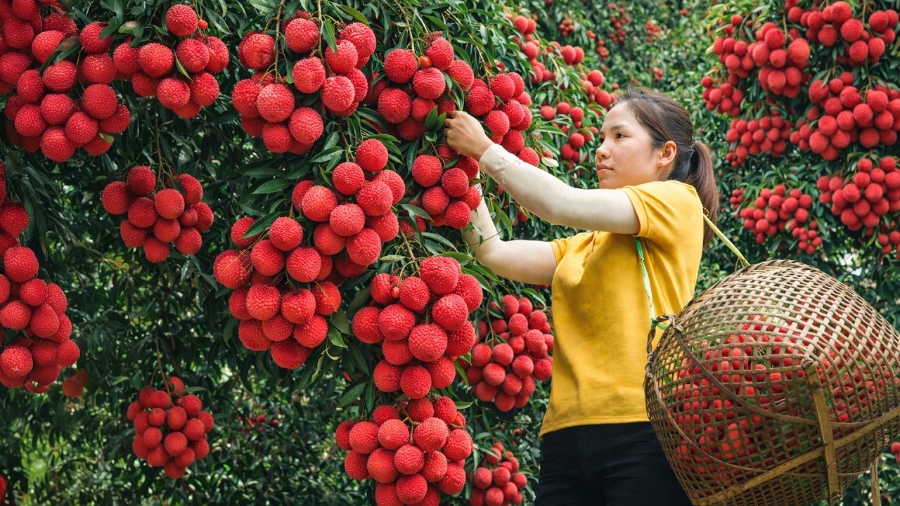 Harvesting 1000 + Kg A Cluster Of Ripe Red Lychees To Sell At Market | Tieu Ca Free Bushcraft