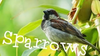 Sparrows screenshot 1