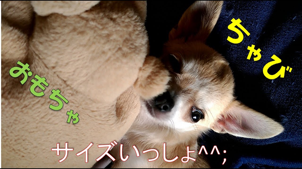 【子犬】自分と同じ大きさのぬいぐるみで遊ぶ赤ちゃんチワワ【ちゃび】 YouTube