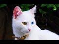 The Turkish Van Cat の動画、YouTube動画。