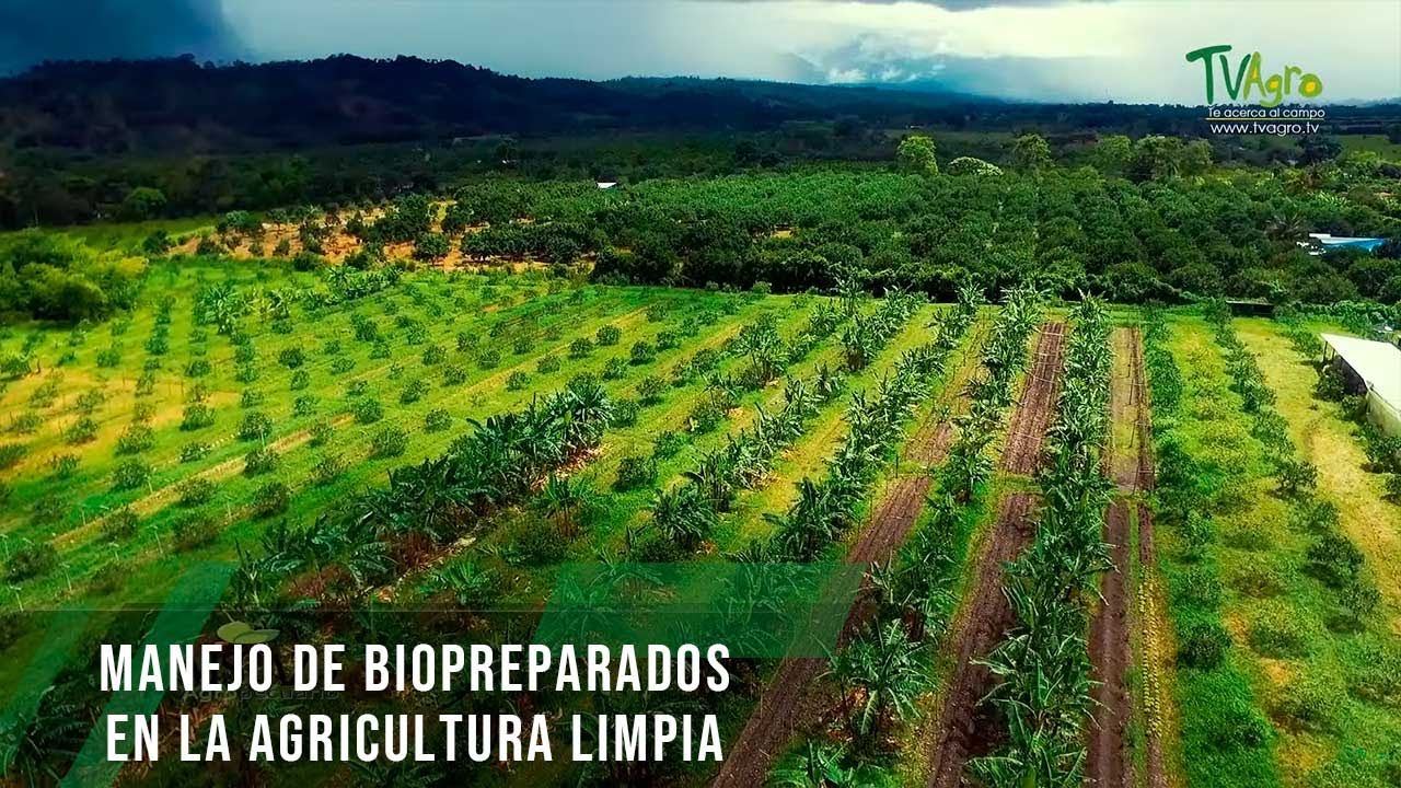 Manejo de biopreparados en la agricultura limpia - TvAgro por Juan Gonzalo Angel Restrepo