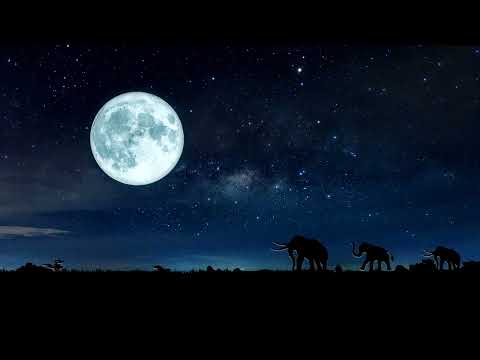 真夜中の動物園
