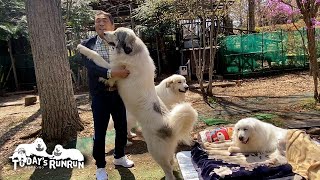 お父さんの4日ぶりの帰宅をとても喜んだルンルンとアランとベルです　Great Pyrenees　グレートピレニーズ