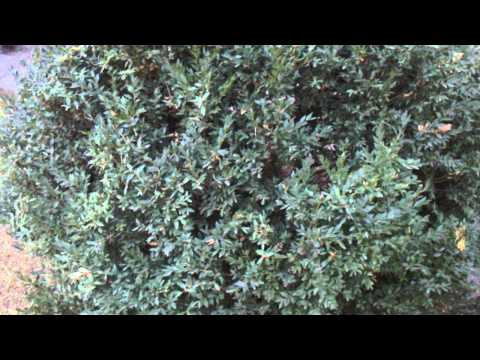 box-tree-ბზის ხე