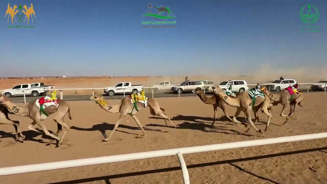 ميدان شرورة - لقايا رئيسي بكار -كاس امارة منطقة نجران + سيارة- ترند ل حاشد بن مبارك بن سميتان النهدي