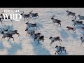 The Call of the Wild | Sounds of the Wild | 20th Century Studios