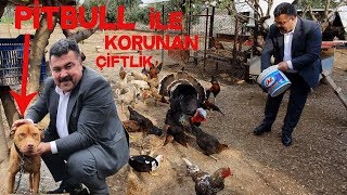 Ruhi Beyin Çiftliğine Gittim Kazlar Ördekler Hindiler Pitbull K9 Yok Yok