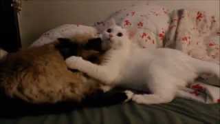 Sacred Birman & Persianmix Cat    t A T u   cosmos outer space by CuteHusky89 1,127 views 9 years ago 5 minutes, 24 seconds