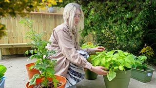 Romanticizing My Life | i.e., even an idiot can grow vegetables by Ellie Dee 5,491 views 10 months ago 9 minutes, 9 seconds