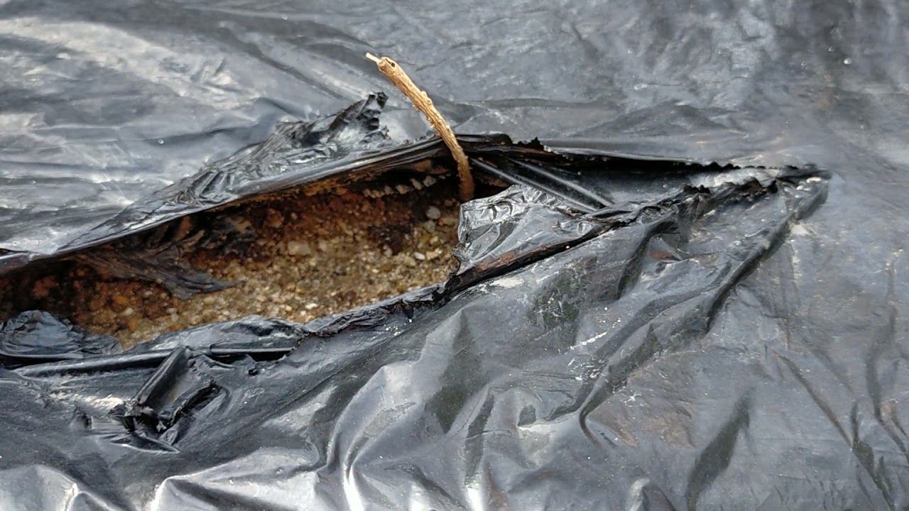 落ちてる茄子 Isn't your eggplant looking like this? If you don't do