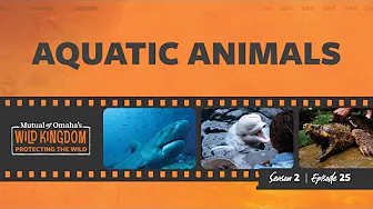 Aquatic Animals