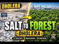 Can You Grow a Forest on Salt? Dholera Proves It!