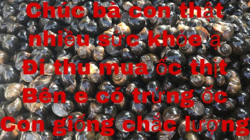 Thu mua ốc thịt và cung cấp con giống trứng ốc