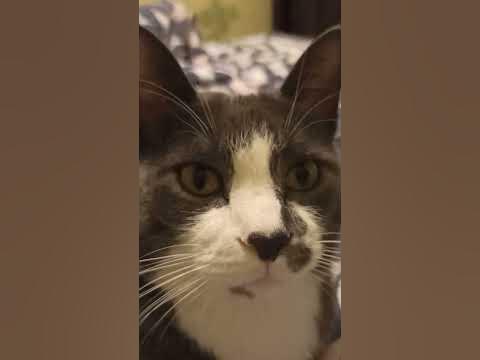 коттк - YouTube
