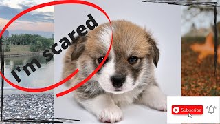 corgi scared   🐶❤ #shorts
