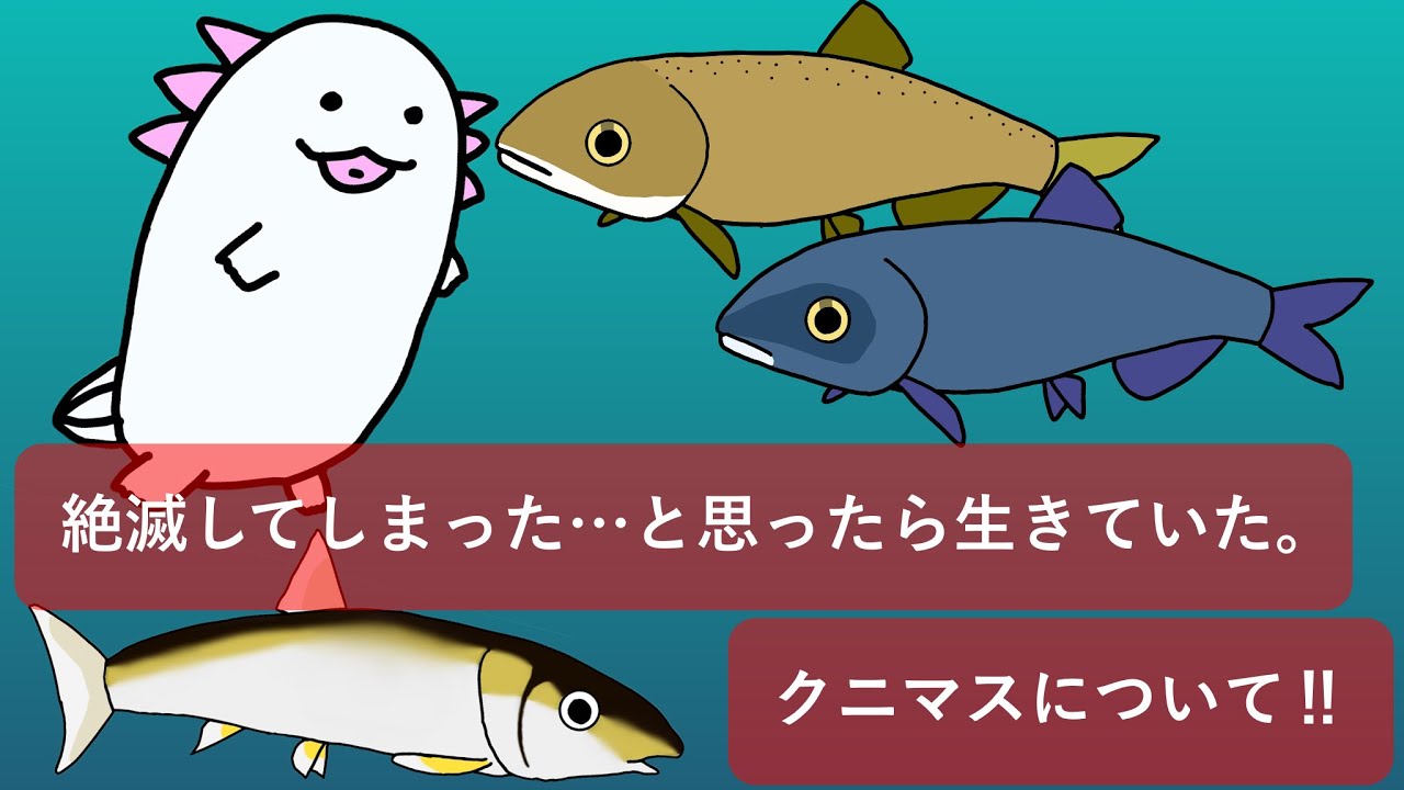 クニマスは生きていた！ 絶滅してしまった…と思ったら生きていた｡ クニマスについて‼︎ - YouTube