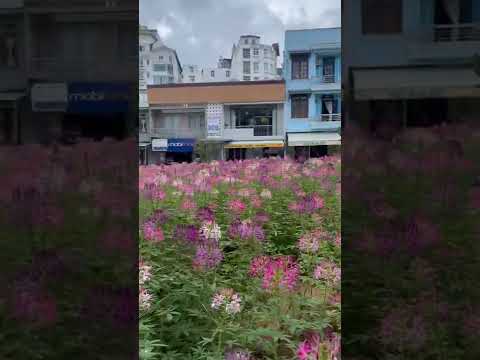 Video Vườn hoa nằm cạnh chợ đà lạt - youtube
