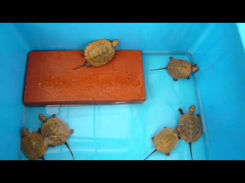 ニホンシイガメ オレンジタイプ Lot 216 吉岡養魚場