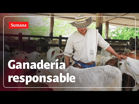 Así se está transformando la ganadería en Colombia