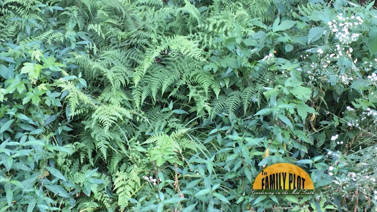 Q&A Is this a fern or a weed? YouTube