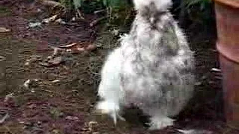 Henry's Flock
