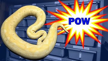 Our Anthill Pythons Are Laying Eggs!