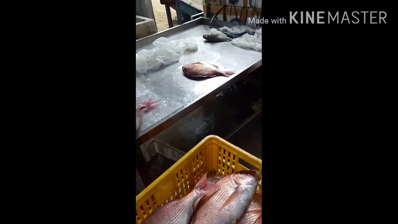  Ikan  laut kwualitas exspor  YouTube