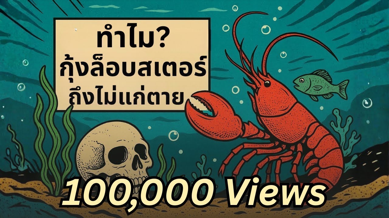 กลไก (ไม่แก่) ของล็อบสเตอร์ สิ่งมีชีวิตที่อยู่เหนือกาลเวลา | เรื่องไม่รู้รอบตัว
